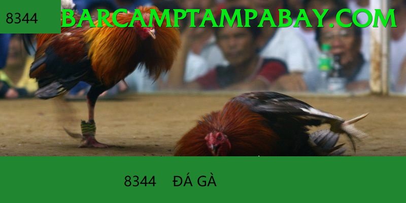 Đá Gà Trực Tiếp - fk22